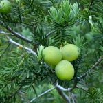 Lleuque or Mountain Grape