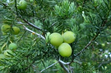 Lleuque or Mountain Grape