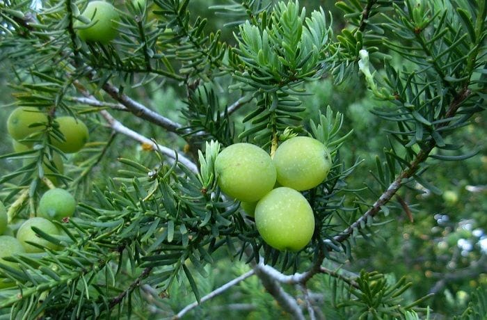 Lleuque or Mountain Grape