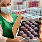 The New Queen of Chilean Plums