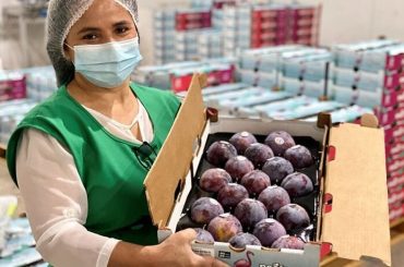 The New Queen of Chilean Plums