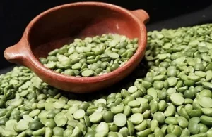 Split peas Dried green split peas ready to be soaked and boiled for the Mapuche milloquín recipe.