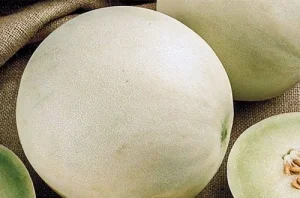 Melon