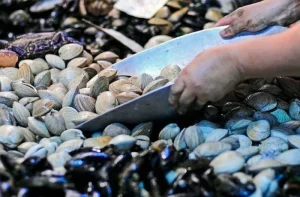 Seafood A vibrant assortment of fresh Chilean shellfish, including clams and mussels, cleaned and ready for the stew.