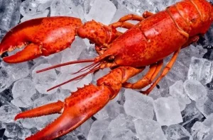 Chilean lobster Chilean lobster