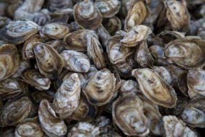 Fres oysters Fres oysters