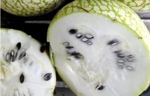 Fresh alcayota Whole alcayota fruit with a hard green shell and white spots, ready for its initial baking.