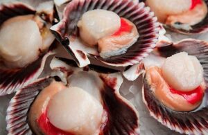 Fresh Scallops Fresh Scallops