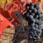 Chilean Carmenere