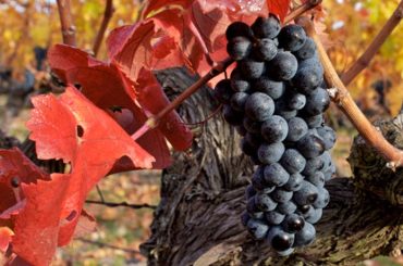 Chilean Carmenere