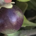 Solanum sanfurgoi