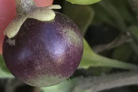 Solanum sanfurgoi