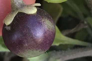 Solanum sanfurgoi