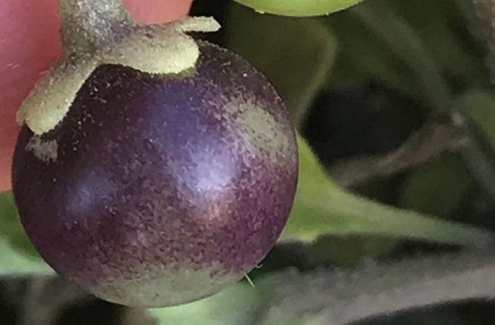 Solanum sanfurgoi
