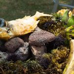 Traditional Recipe for Pascuense Umu Ta’o