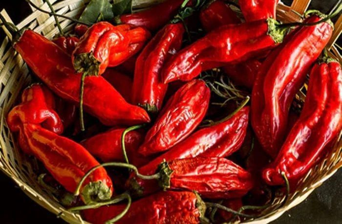 Fresh red ají cacho de cabra chilies cut for lacto-fermentation in brine — Chilean hot sauce base ingredient