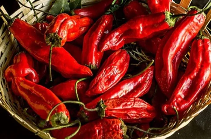 Red aji cacho de cabra chili pepper used to add heat to Chilean rosehip sauce