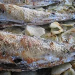 Chilean baked jack mackerel (jurel al horno) with olive oil, white wine, garlic, and breadcrumbs — healthy traditional recipe