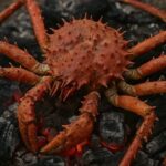 Chilean king crab grilled on brasas using the ancestral Yagán ushtakalus method
