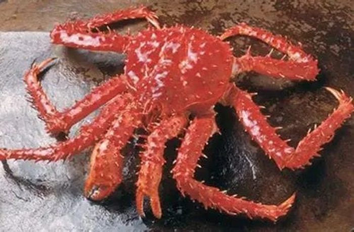 Fresh Chilean king crab Lithodes santolla from the southern sea ready to grill