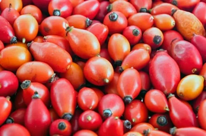 Fresh rosehips (mosquetas) from Chilean Patagonia ready to be processed