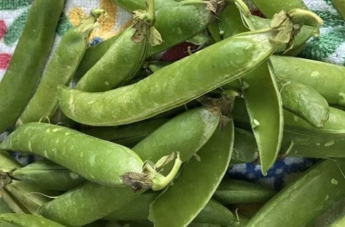 fresh pea shells for making Chilean muday de arveja chicha