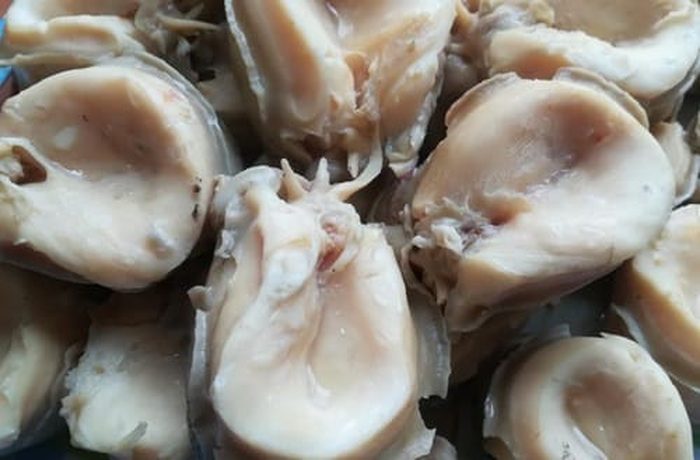 fresh Chilean locos abalone ready to prepare the broth base for sopa de locos