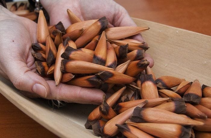 Araucaria pinones, the seeds used to make the flour for these sopaipillas