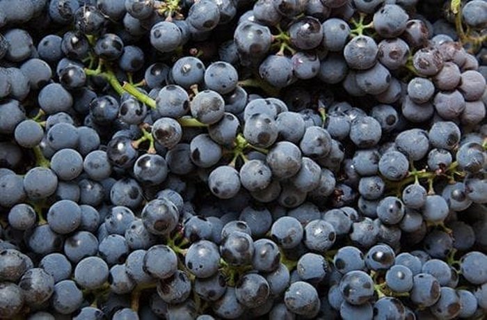 Bunches of black or purple grapes, the preferred variety for making Chilean arrope