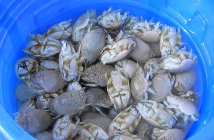 Fresh chanchitos de mar, Chilean sand hoppers