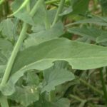 Chilean yuyo frito, wild field greens sauteed with onion and garlic