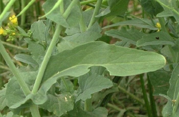 Chilean yuyo frito, wild field greens sauteed with onion and garlic