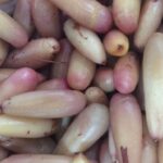 Glass jar of peeled Chilean araucaria pine nuts pickled in vinegar and olive oil