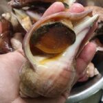 Chilean trumulco sea snail starter, cooked and ready to serve