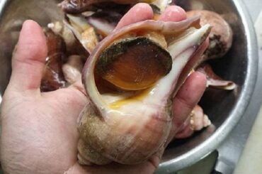 Chilean trumulco sea snail starter, cooked and ready to serve