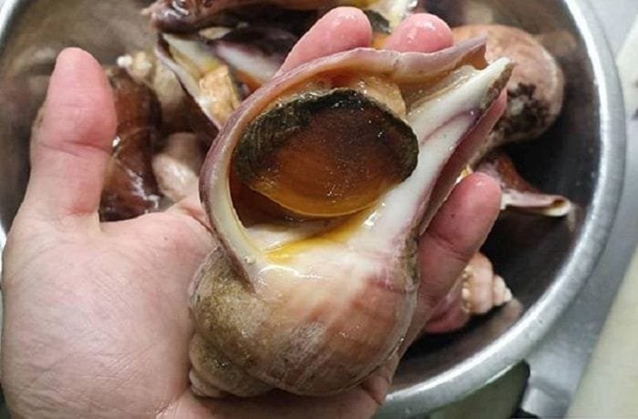 Chilean trumulco sea snail starter, cooked and ready to serve