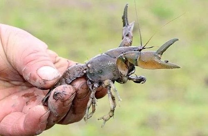 Chilean vega or mud shrimp (Parastacus pugnax), the endemic crustacean used in this chowder.