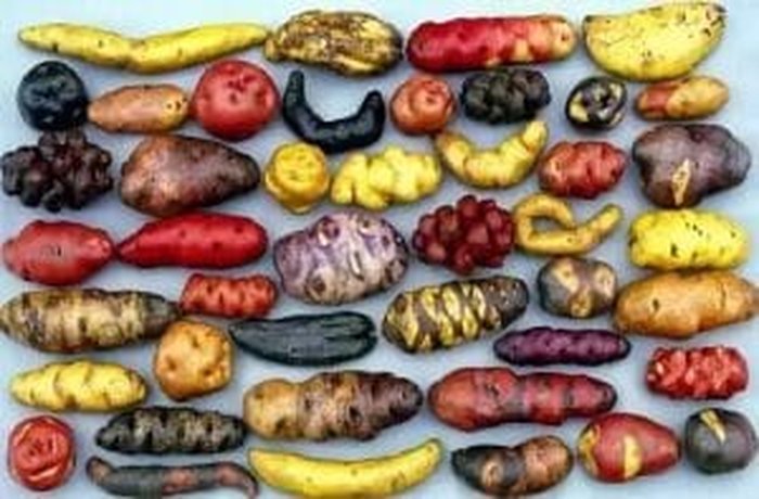 Chiloé native potatoes for caldo de papas