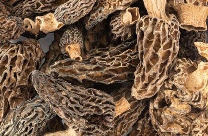 Dried morel mushrooms in a bowl, ready to rehydrate for the sauce