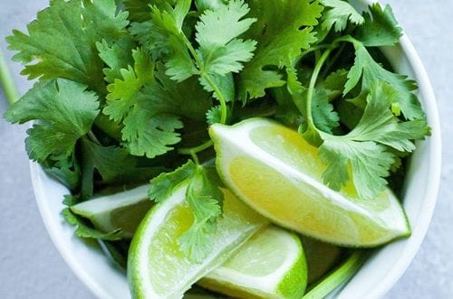 Fresh cilantro and lime Fresh cilantro and lime, ready to season the Chilean nalca and digüeñes salad.