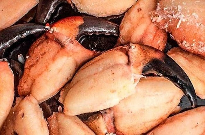 Fresh Chilean crab claws, ready to be cooked in salted water.