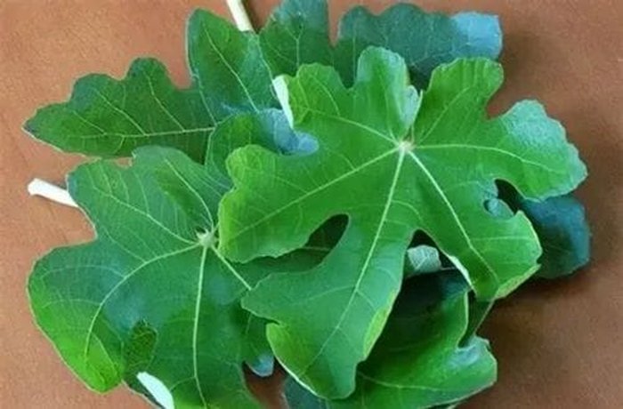 Fresh fig leaves ready to flavor the chumbeque syrup, the secret to the traditional northern flavor.