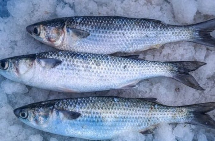 Fresh whole lisa (mullet) ready to clean