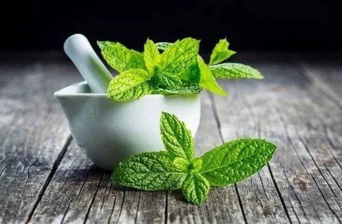 Fresh mint leaves, an optional aromatic herb served alongside maqui coffee.