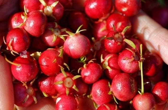Fresh murtilla berries (murtas), small red fruit used to make murtado.