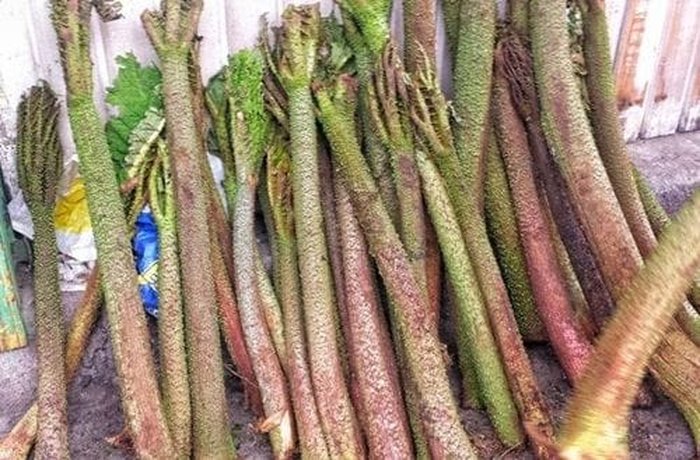 Fresh nalca stalks with their characteristic color and shape, ready to be peeled and cut.