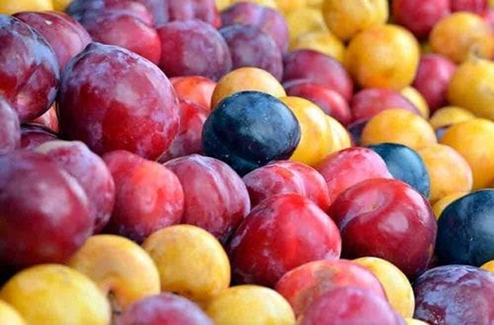 Different varieties of fresh purple and yellow plums for jam