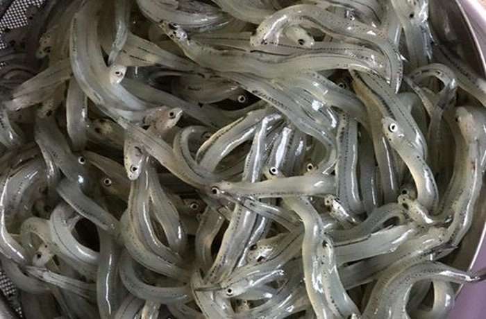 Fresh puyes with translucent skin