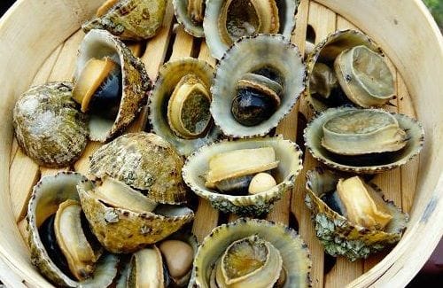 Fresh, cleaned raw limpets, ready to be chopped for the stew.
