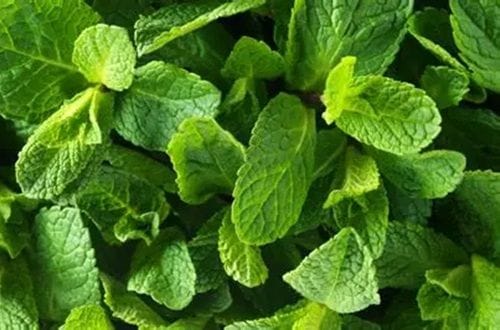Fresh spearmint Fresh spearmint leaves, used to season the Chilean wild mushroom broth (caldo de digüeñes).